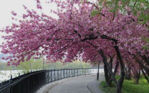 Cherry Blossoms in Ayurveda and Yoga Therapy:
