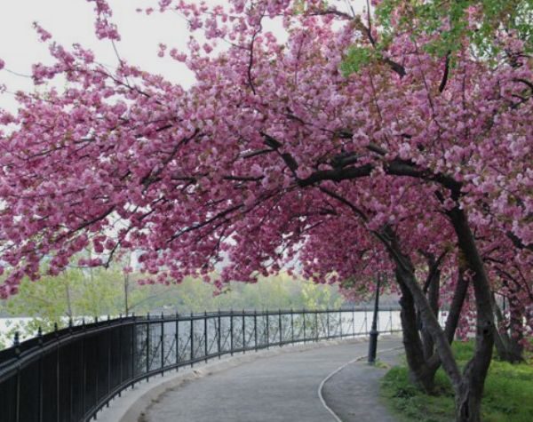 Cherry Blossoms in Ayurveda and Yoga Therapy: